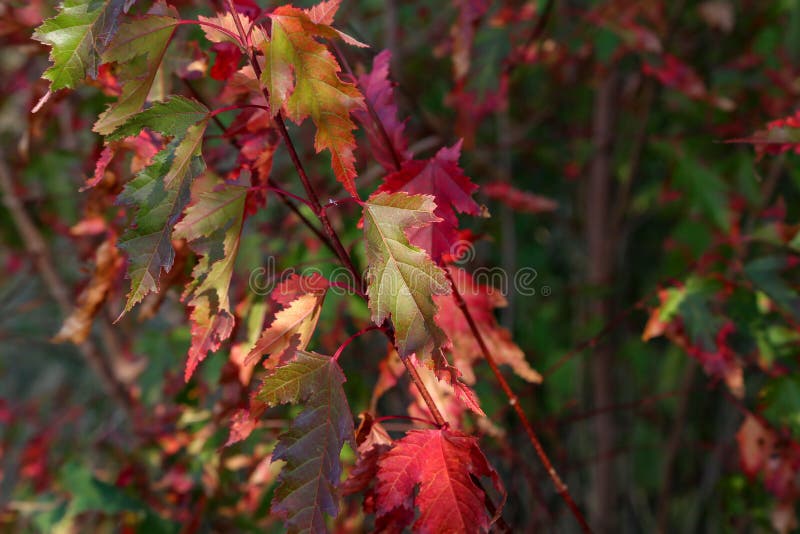 Hojas de otoño hermosas foto de archivo libre de regalías Hojas de otoño hermosas foto de archivo libre de regalías