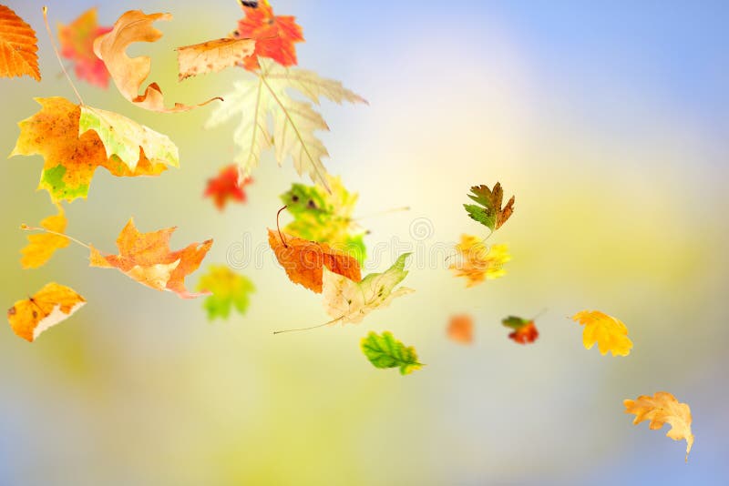 Hojas de otoño que caen imagen de archivo. Imagen de brillante 15742837