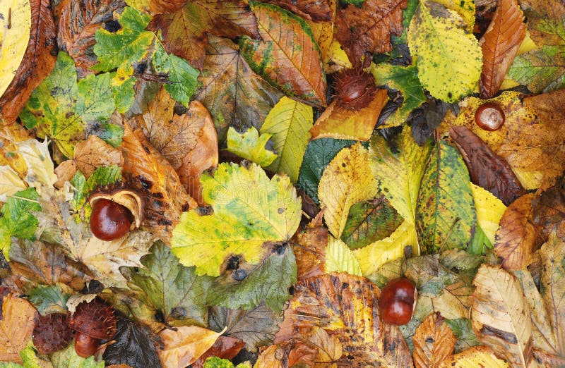 Hojas de otoño y conkers foto de archivo Hojas de otoño y conkers foto de archivo