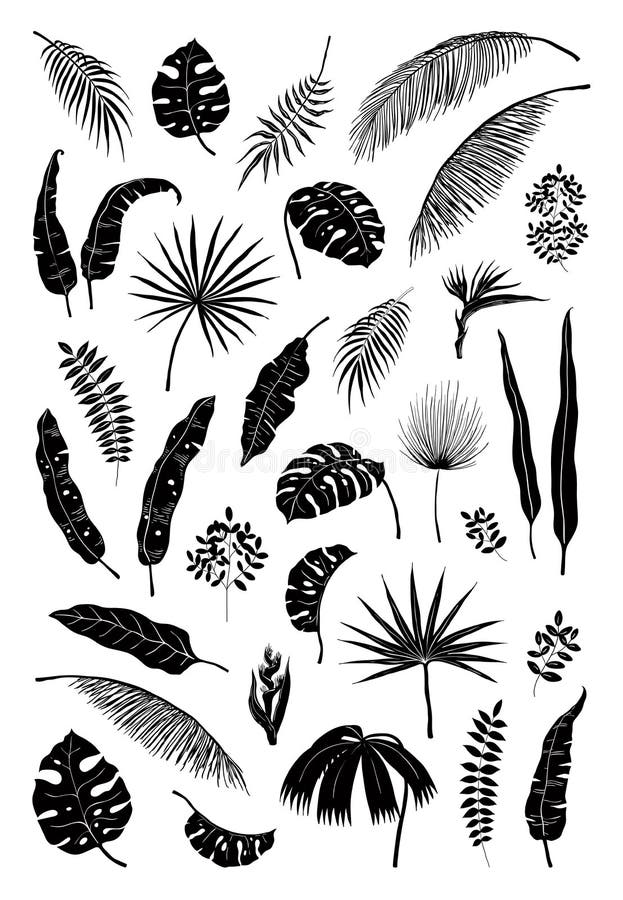 Hojas de palma de la silueta Las plantas negras de la selva, follaje del verano aislaron ramas florales exóticas de los elementos ilustración del vector Hojas de palma de la silueta Las plantas negras de la selva, follaje del verano aislaron ramas florales exóticas de los elementos ilustración del vector
