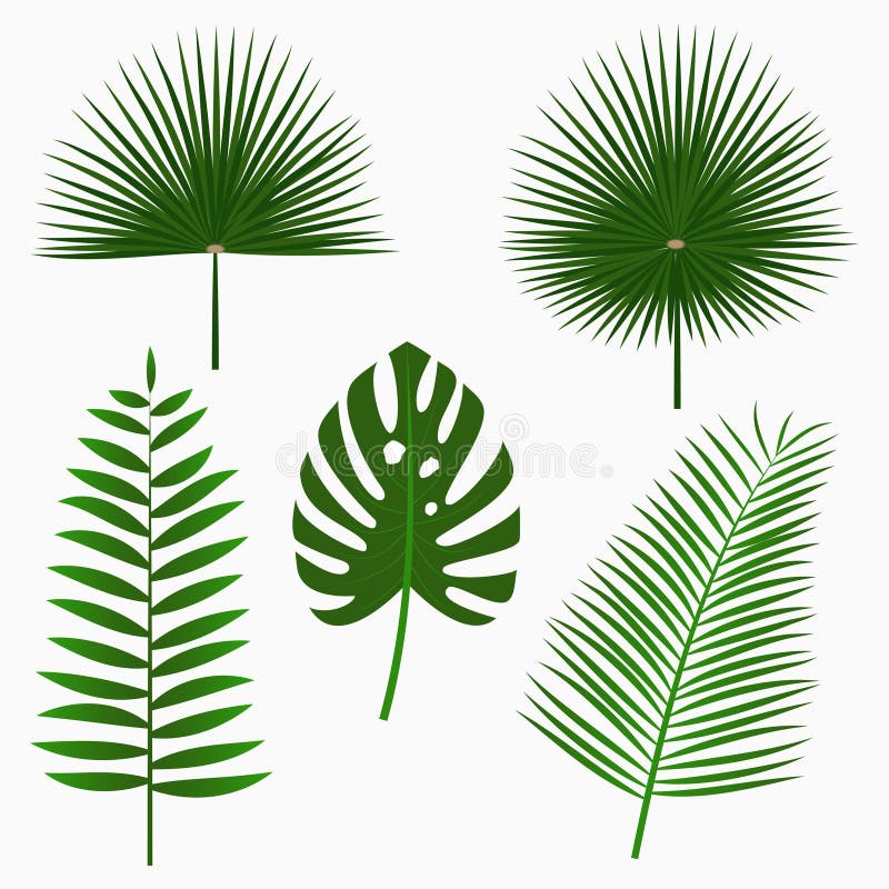 Hojas de palma tropicales, sistema de la hoja de la selva aislado en el fondo blanco Plantas exóticas Vector stock de ilustración Hojas de palma tropicales, sistema de la hoja de la selva aislado en el fondo blanco Plantas exóticas Vector stock de ilustración