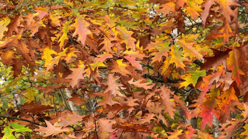 Hojas de roble de otoño en la estación. las hojas brillantes coloridas ondean en el árbol. almacen de metraje de vídeo