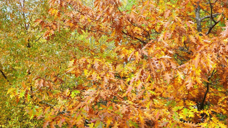Hojas de roble de otoño en la estación. las hojas brillantes coloridas ondean en el árbol. almacen de metraje de vídeo