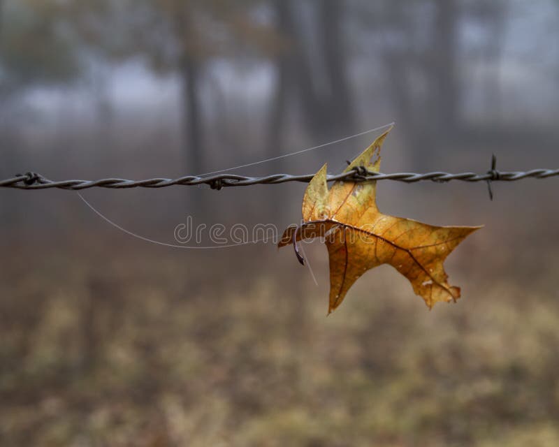 Hojas de roble de otoño suspendidas en la valla foto de archivo libre de regalías Hojas de roble de otoño suspendidas en la valla foto de archivo libre de regalías