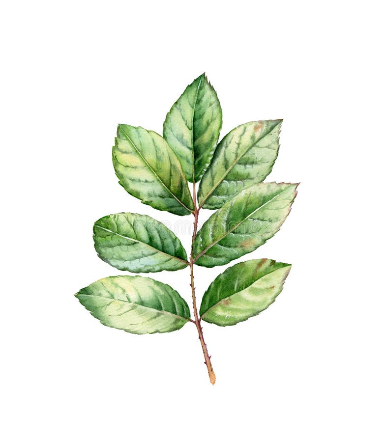 Hojas de rosas color agua Ilustración botánica con rama verde aislada en blanco Follaje realista detallado Floral fotografía de archivo libre de regalías Hojas de rosas color agua Ilustración botánica con rama verde aislada en blanco Follaje realista detallado Floral fotografía de archivo libre de regalías