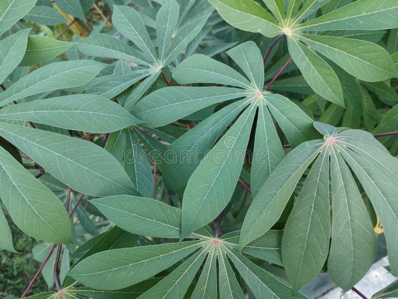 Hojas De Yuca Plantas De Yuca En El Jardín Foto de archivo Imagen de