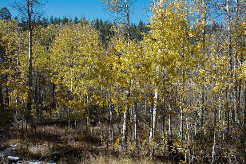 Hojas del amarillo de los árboles de Aspen en Nevada en la caída imagen de archivo libre de regalías Hojas del amarillo de los árboles de Aspen en Nevada en la caída imagen de archivo libre de regalías