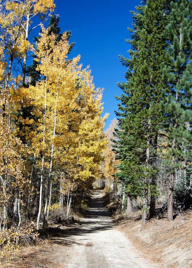Hojas del amarillo de los árboles de Aspen y hojas verdes de los árboles de pino en t fotos de archivo Hojas del amarillo de los árboles de Aspen y hojas verdes de los árboles de pino en t fotos de archivo