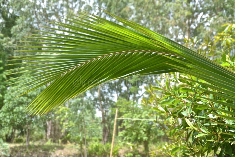 Verde de la hoja del coco imagen de archivo. Imagen de hojas - 55946303