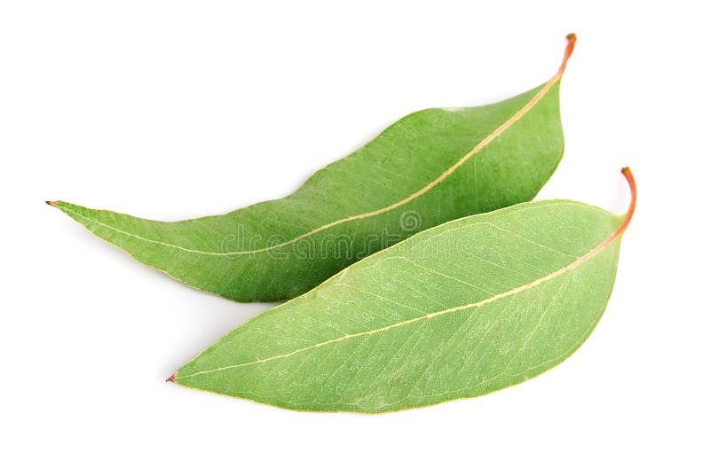 Hojas del eucalipto imagen de archivo. Imagen de eucalipto 44775193