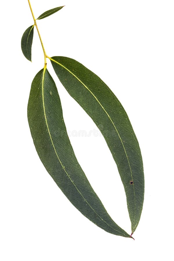 Hojas Del Eucalipto Aisladas En Blanco Foto de archivo Imagen de