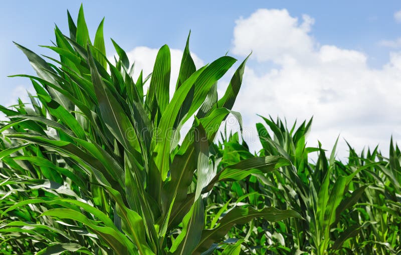 Hojas del maíz imagen de archivo. Imagen de granja, exterior 73994549