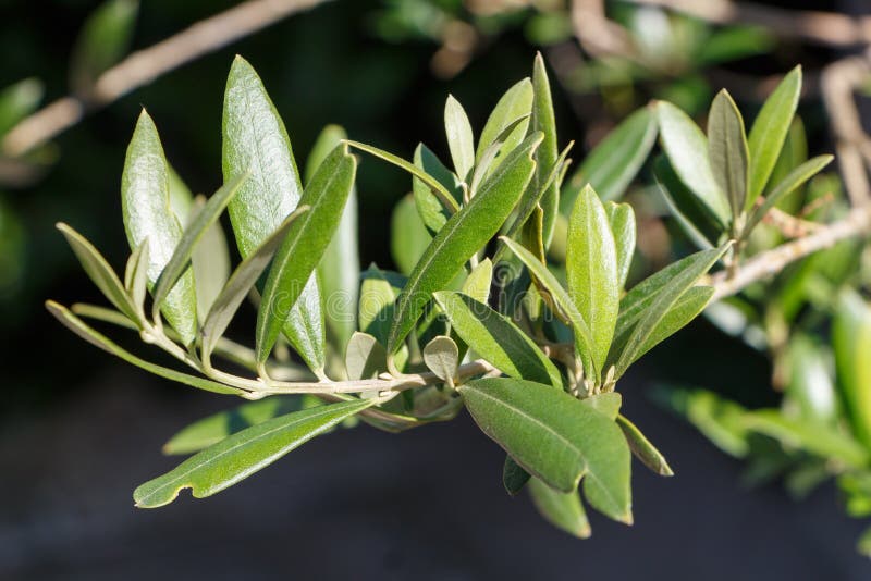 Hojas del olivo imagen de archivo. Imagen de verde, verano 122841551