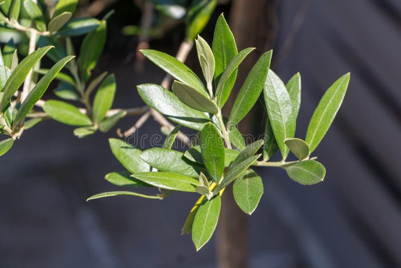 Hojas del olivo imagen de archivo. Imagen de planta 134802441