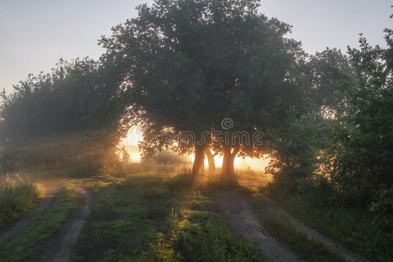 Hojas del roble en la luz de la mañana con luz del sol Salida del sol en el campo foto de archivo Hojas del roble en la luz de la mañana con luz del sol Salida del sol en el campo foto de archivo