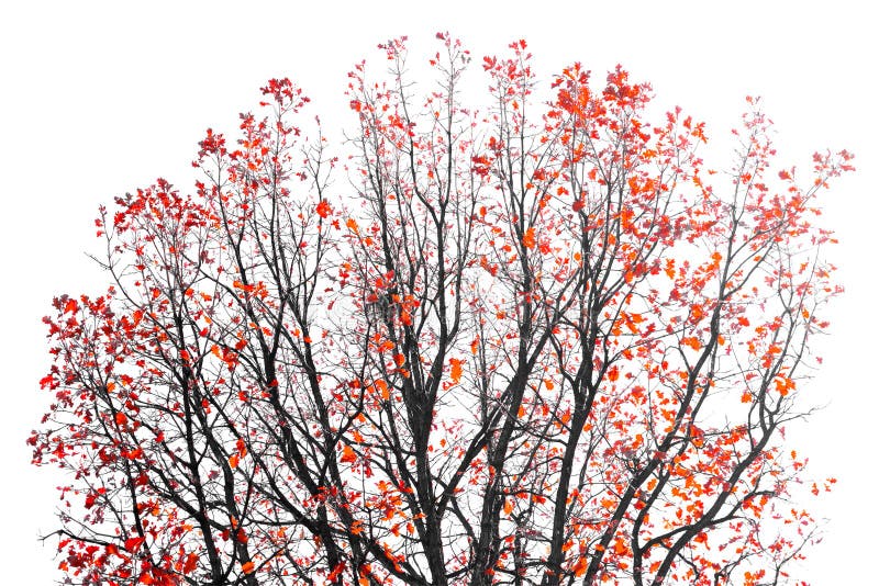Hojas del rojo en ramas de árbol imagen de archivo libre de regalías Hojas del rojo en ramas de árbol imagen de archivo libre de regalías