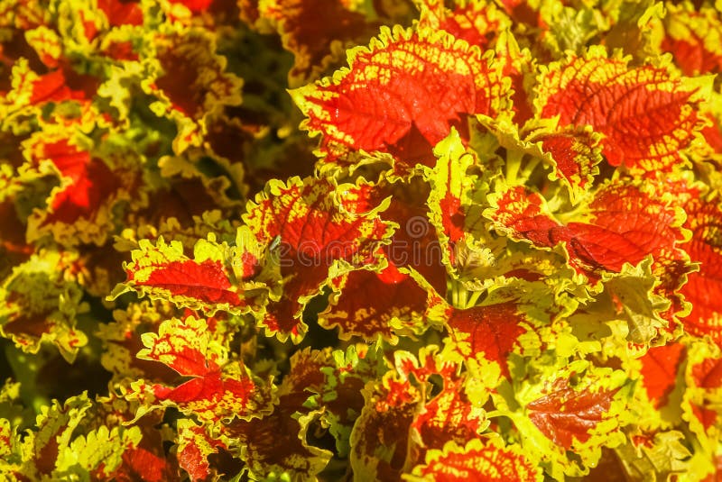 Hojas del rojo y del amarillo de la planta argentina fotografía de archivo libre de regalías Hojas del rojo y del amarillo de la planta argentina fotografía de archivo libre de regalías