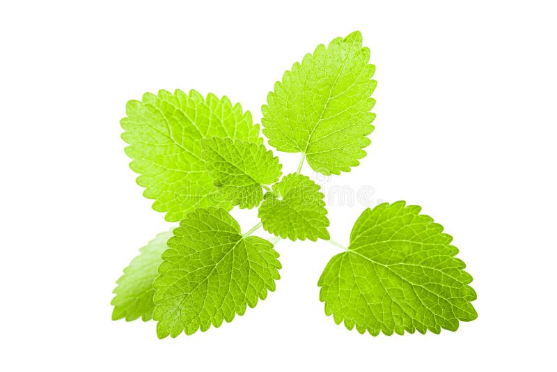 Hojas del toronjil imagen de archivo. Imagen de sabor 27949763