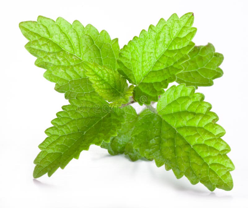 Hoja Verde Fresca Del Toronjil Imagen de archivo Imagen de comestible