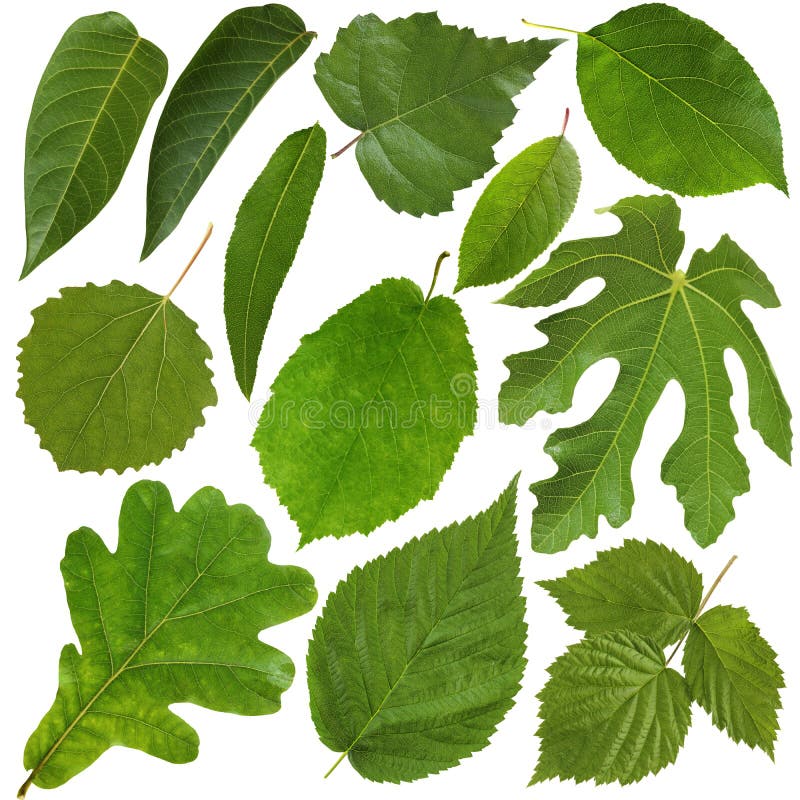 Hojas del verde aisladas en el fondo blanco Herbario fotos de archivo libres de regalías Hojas del verde aisladas en el fondo blanco Herbario fotos de archivo libres de regalías