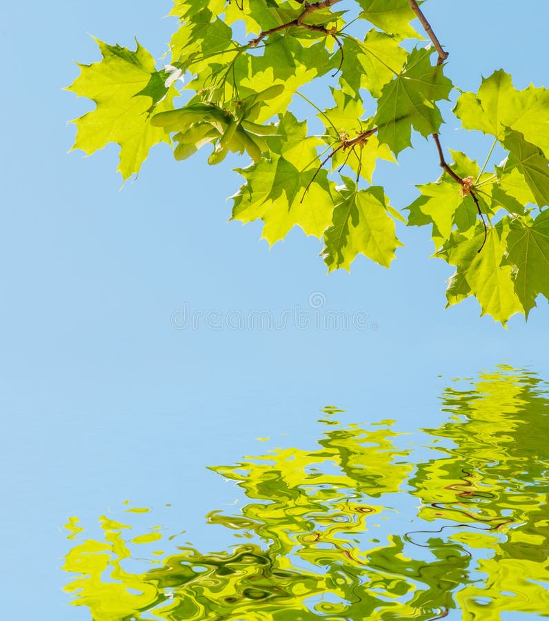 Hojas del verde contra el cielo azul ilustración del vector Hojas del verde contra el cielo azul ilustración del vector