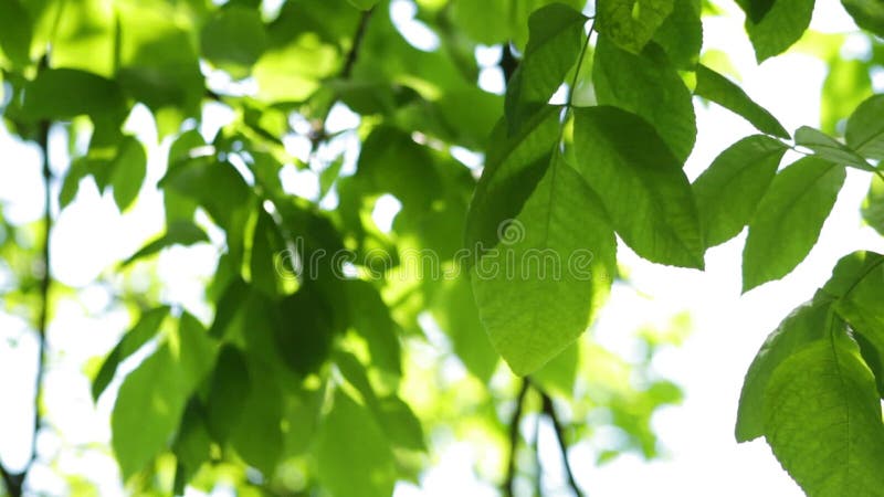 Hojas del verde de un árbol