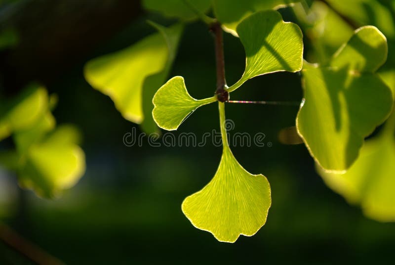 Hojas del verde del biloba del Ginkgo foto de archivo Hojas del verde del biloba del Ginkgo foto de archivo