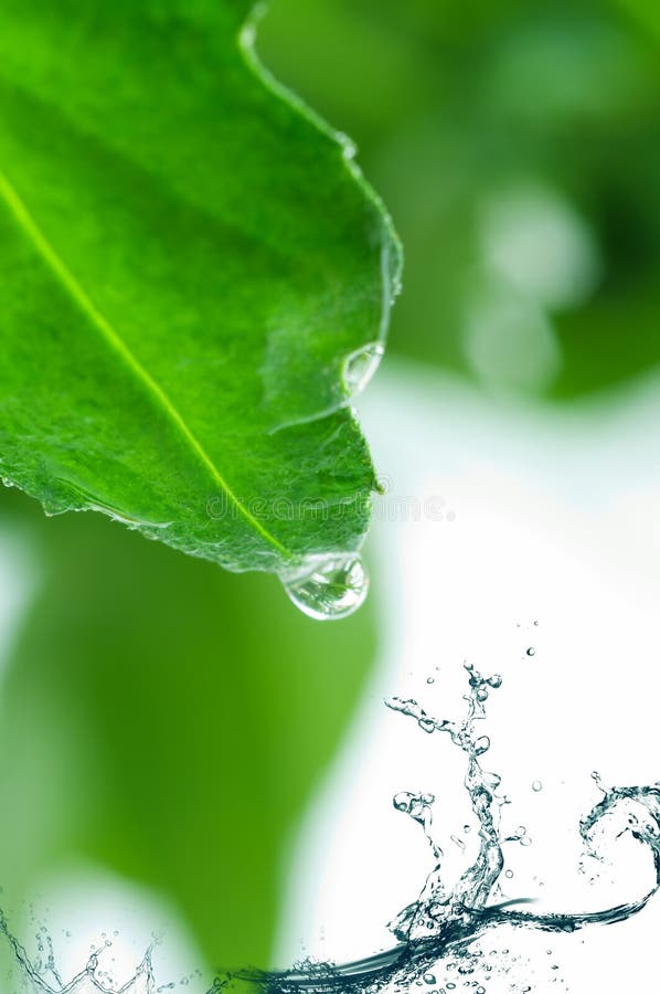 Hojas del verde en agua dulce. imágenes de archivo libres de regalías