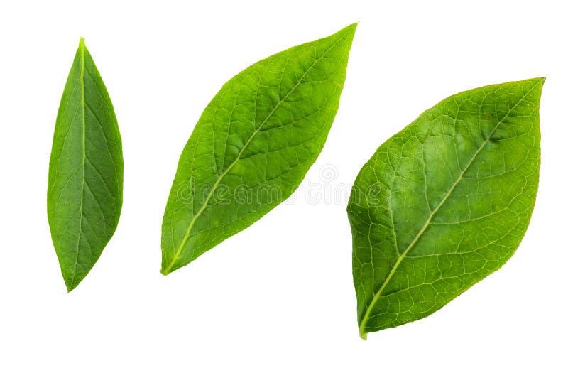 Hojas del verde del frente del primer de los arándanos azules del arándano - corymbosum del Vaccinium foto de archivo libre de regalías Hojas del verde del frente del primer de los arándanos azules del arándano - corymbosum del Vaccinium foto de archivo libre de regalías