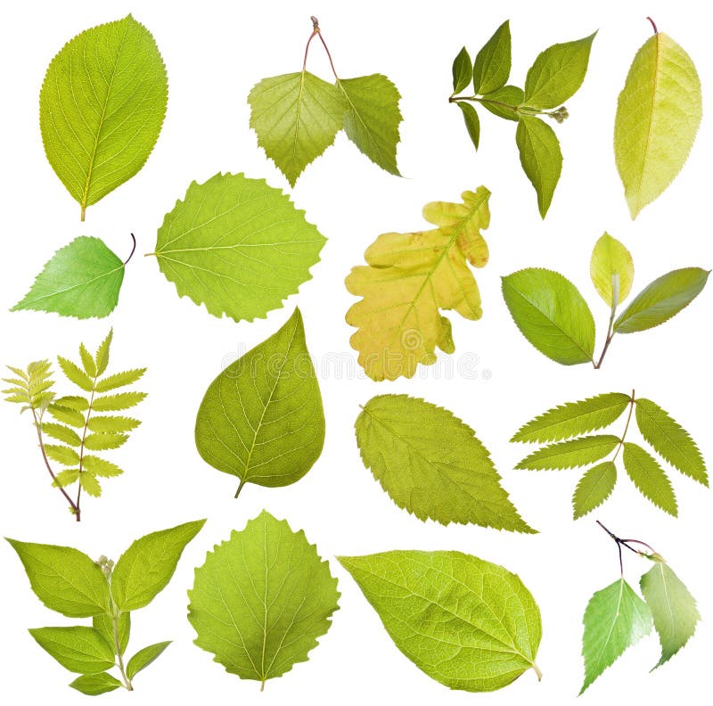 Hojas del árbol imagen de archivo. Imagen de hojas, botánica - 19686413