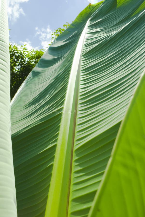 Hojas del árbol de plátano foto de archivo. Imagen de fértil 1914818
