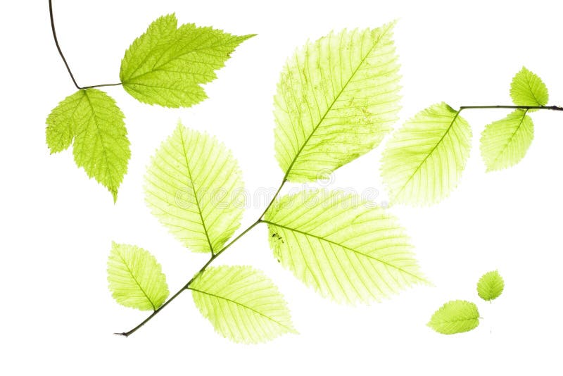 Hojas en blanco foto de archivo. Imagen de extracto, follaje 5910284