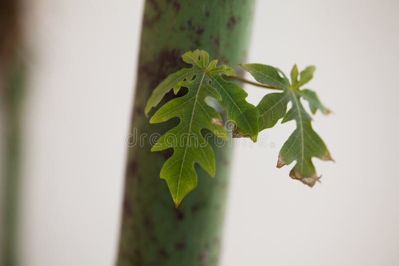 Hojas en el tronco de una planta fotografía de archivo Hojas en el tronco de una planta fotografía de archivo