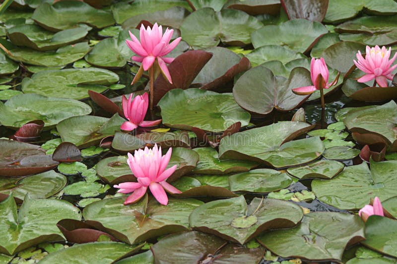 Hojas Flotantes Con Los Lirios De Agua Rosados Imagen de archivo - Imagen  de charca, verde: 27859683