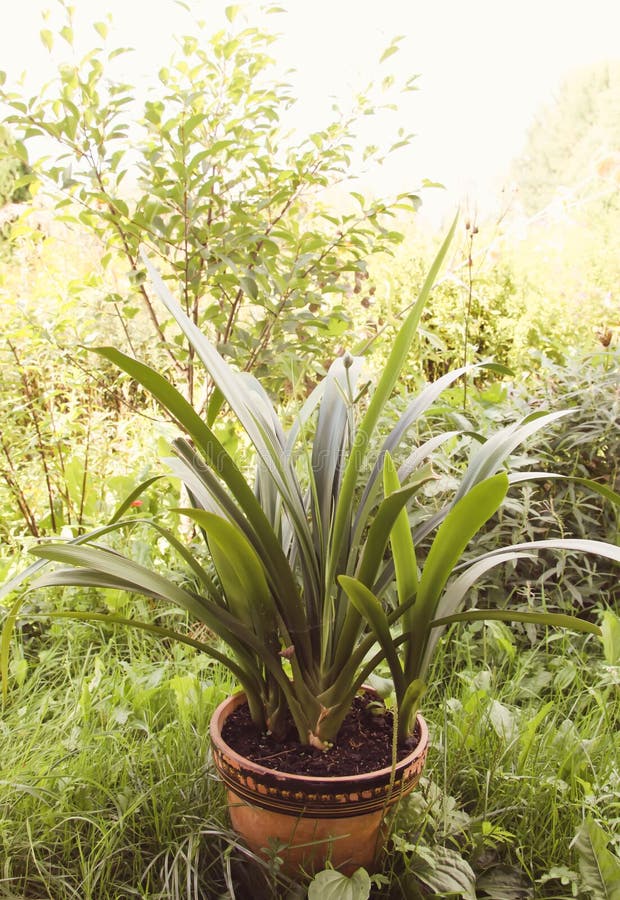 Hojas Largas De La Planta Del Lirio En Un Pote De Cerámica Al Aire Libre  Foto de archivo - Imagen de planta, exterior: 128590120