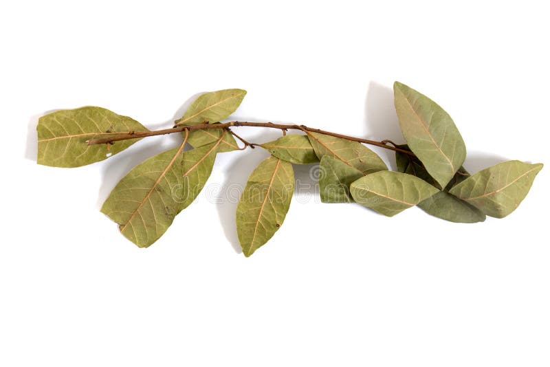 Hojas laurel de laurel imagen de archivo. Imagen de condimento 170432317