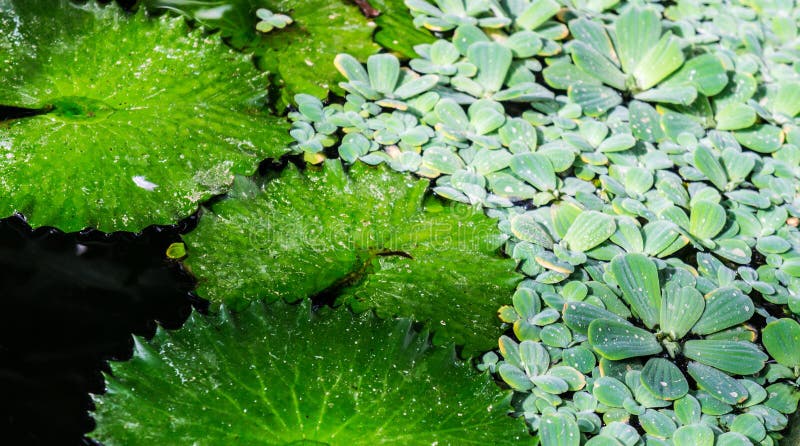 Hojas ligeras verdes claras y pequeñas grandes verdes de plantas acuáticas imagen de archivo libre de regalías Hojas ligeras verdes claras y pequeñas grandes verdes de plantas acuáticas imagen de archivo libre de regalías