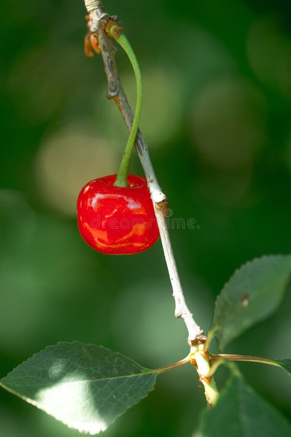 Hojas rojas de la cereza y del verde imágenes de archivo libres de regalías Hojas rojas de la cereza y del verde imágenes de archivo libres de regalías