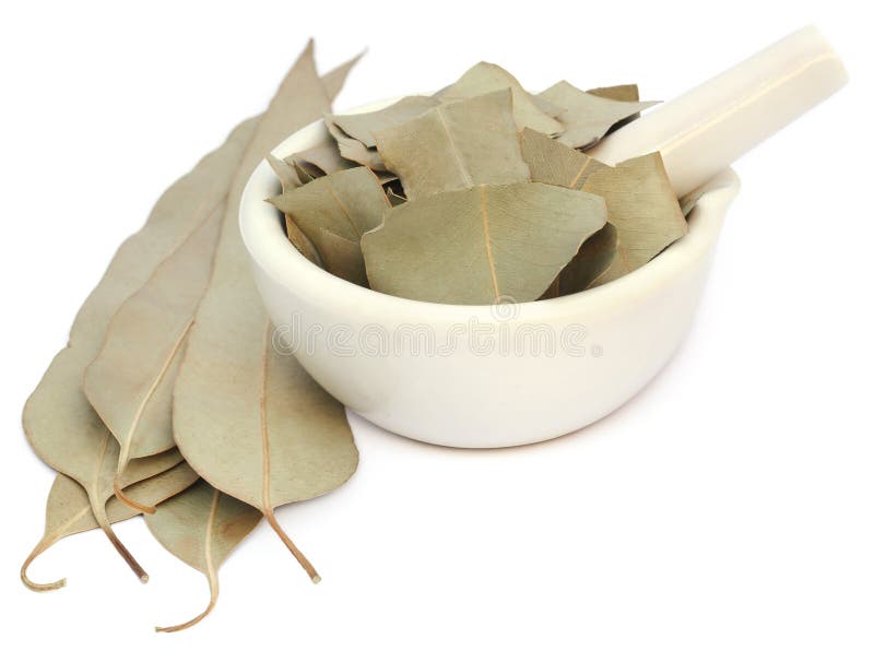 Hojas secas del eucalipto imagen de archivo. Imagen de goma 80072495