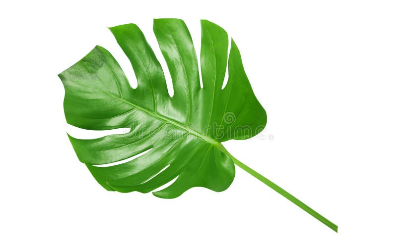 Hojas tropicales del verde en el fondo blanco fotografía de archivo libre de regalías Hojas tropicales del verde en el fondo blanco fotografía de archivo libre de regalías