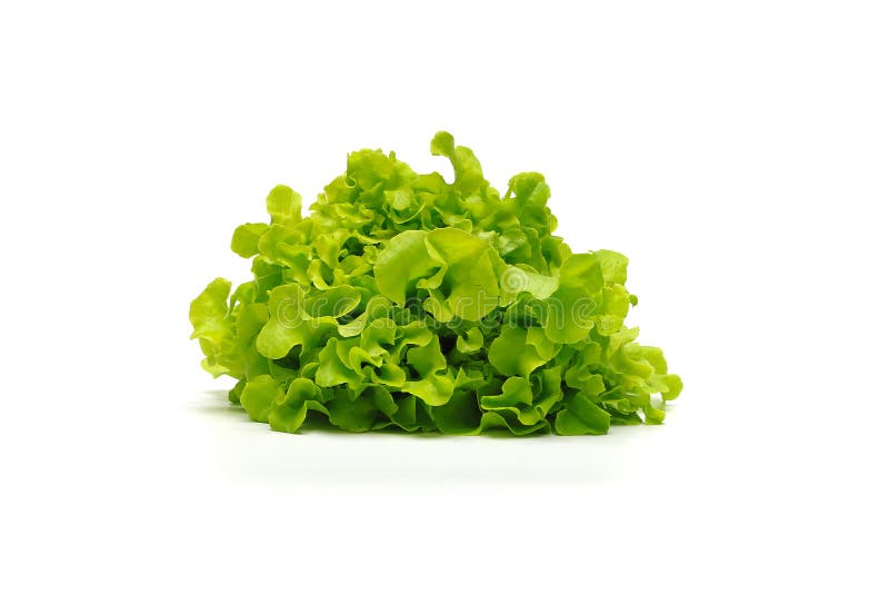 Hojas vegetales hidropónicas, lechuga verde del roble foto de archivo Hojas vegetales hidropónicas, lechuga verde del roble foto de archivo