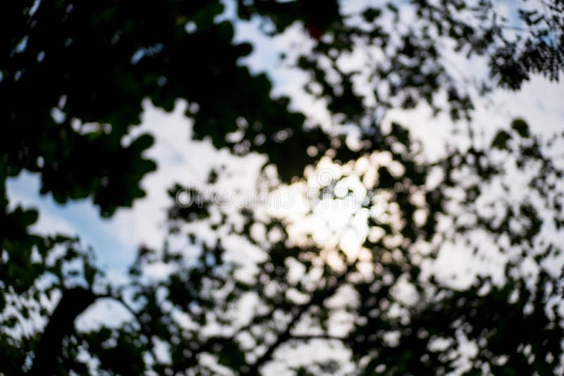 Hojas verdes borrosas con luz del sol fotos de archivo libres de regalías Hojas verdes borrosas con luz del sol fotos de archivo libres de regalías