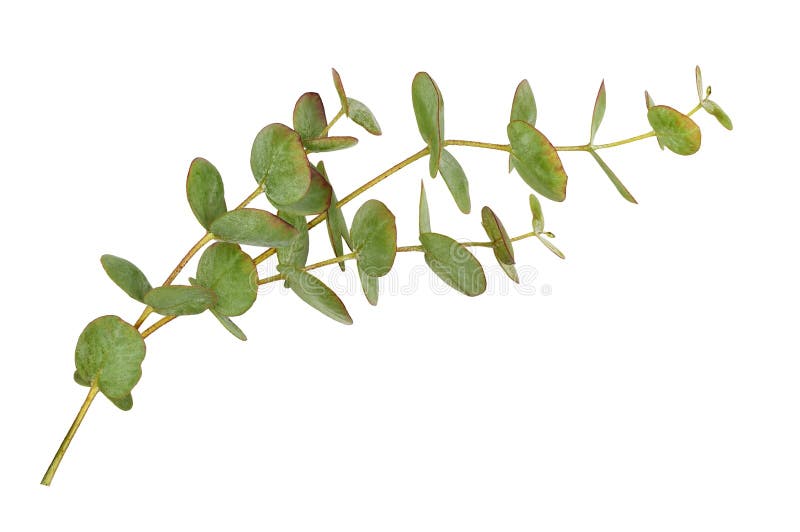 Hojas Verdes Decorativas De Eucalipto Aisladas Foto de archivo Imagen