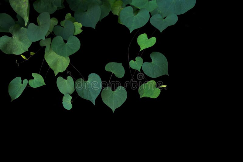Hojas verdes en forma de corazón del obsc indeterminado del Ipomoea de la correhuela fotografía de archivo Hojas verdes en forma de corazón del obsc indeterminado del Ipomoea de la correhuela fotografía de archivo