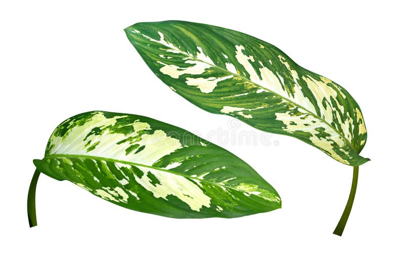 Hojas verdes mudas de la planta tropical de Cane Dieffenbachia aisladas en el fondo blanco, trayectoria de recortes fotografía de archivo Hojas verdes mudas de la planta tropical de Cane Dieffenbachia aisladas en el fondo blanco, trayectoria de recortes fotografía de archivo