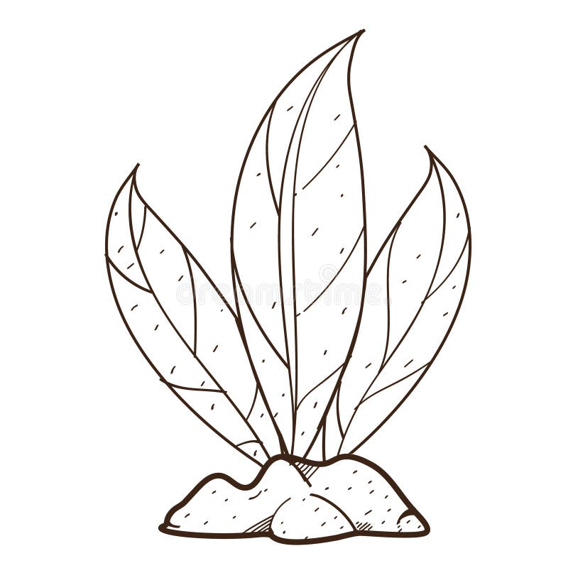 Hojas Verdes Planta En Los Arbustos De Tierra Dibujo De Esquema Para Colorear En El Cultivo Crecimiento De Plantas Stock De Ilustracion Ilustracion De Verdes Cultivo 148314240