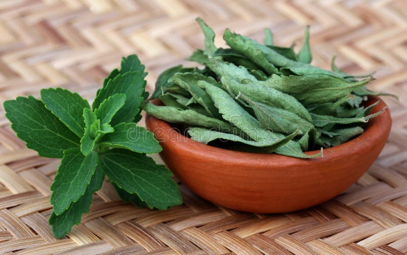 Hojas verdes y dired del Stevia imagen de archivo libre de regalías Hojas verdes y dired del Stevia imagen de archivo libre de regalías