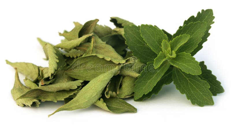 Hojas verdes y dired del Stevia foto de archivo libre de regalías Hojas verdes y dired del Stevia foto de archivo libre de regalías