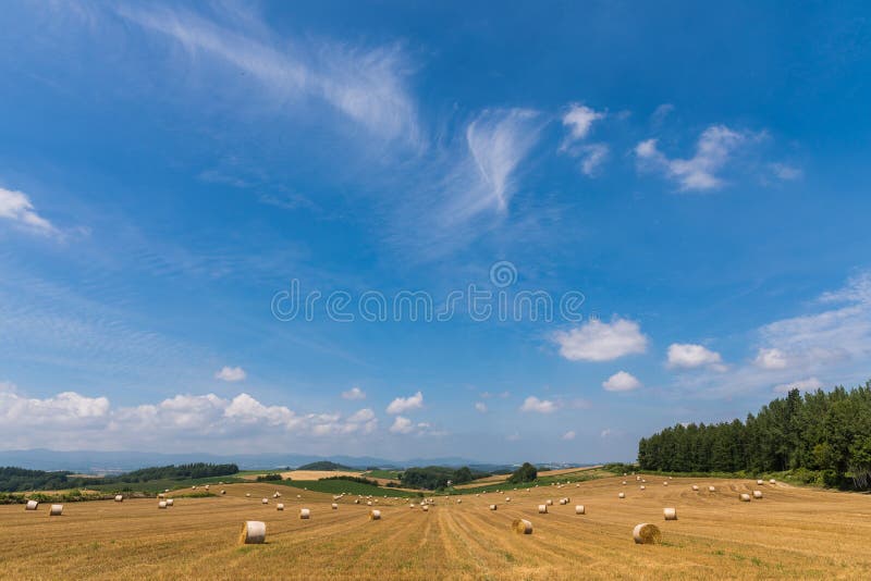 Hokkaido Farm Under Blue Sky Stock Photo Image of august, farm 106996008