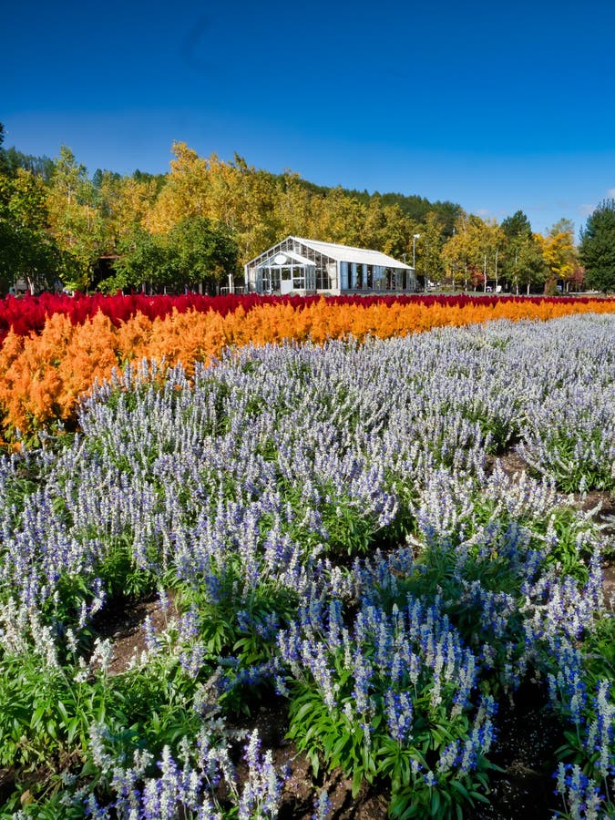 Hokkaido flower farm stock photo. Image of japan, scenery 164172020